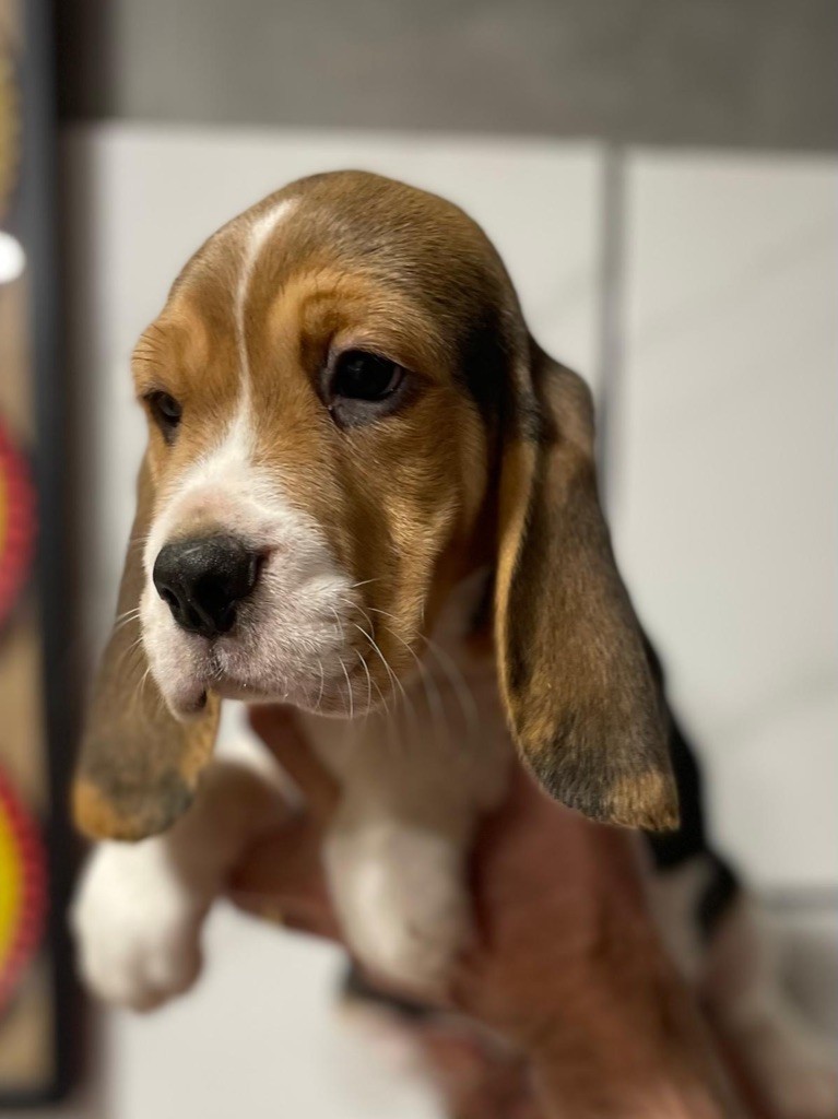 Du Mas Saint Clair - Chiot disponible  - Beagle