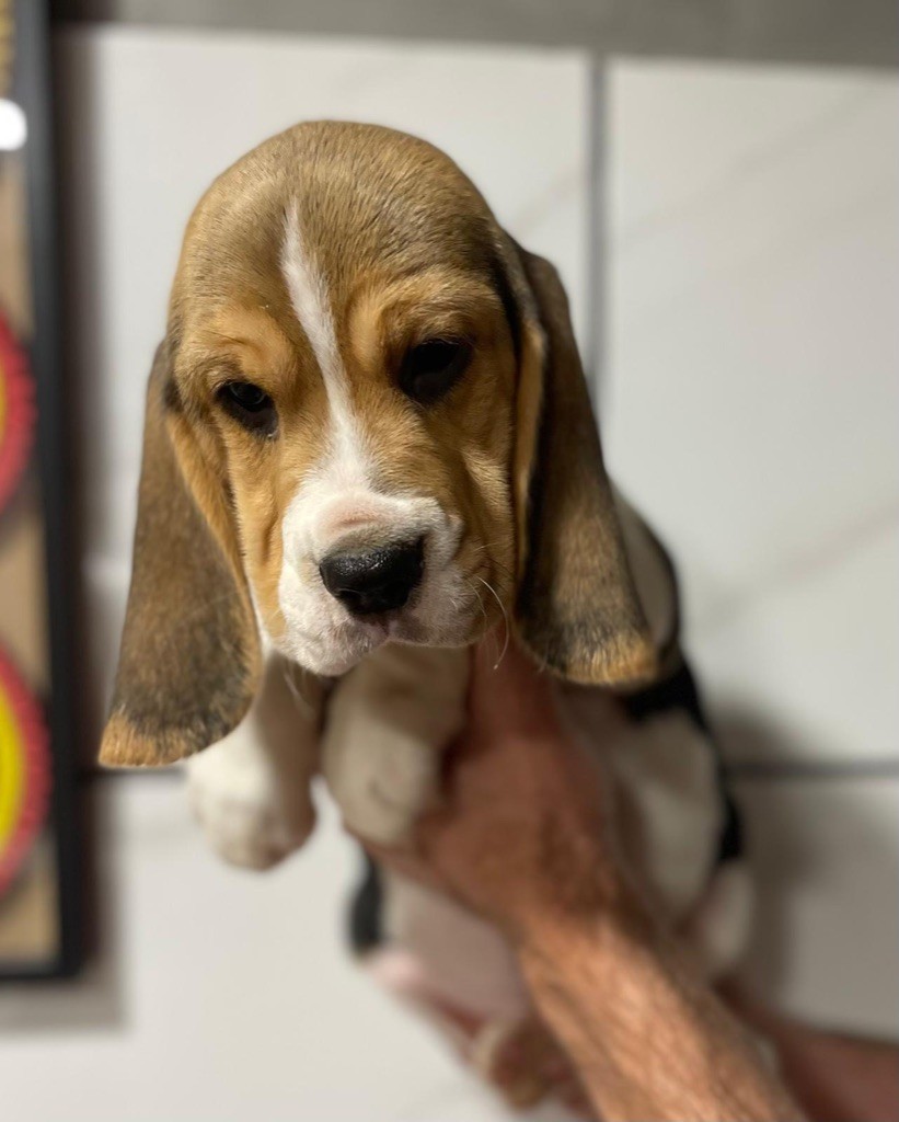 Du Mas Saint Clair - Chiot disponible  - Beagle