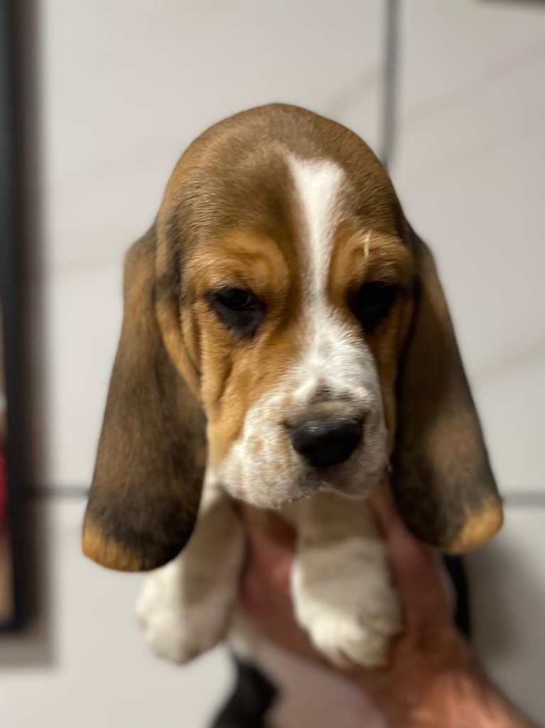 Du Mas Saint Clair - Chiot disponible  - Beagle