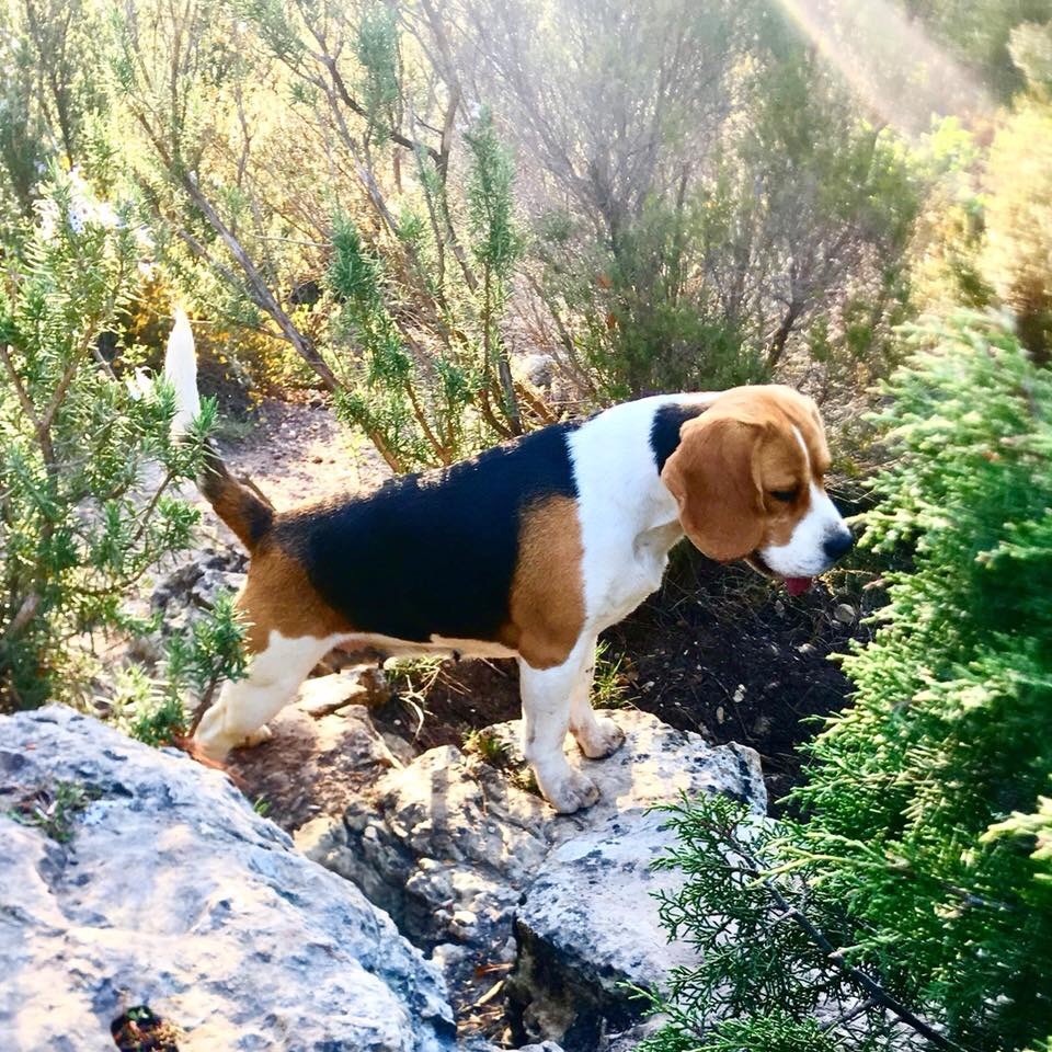 Jypsie du prieure de vernelle