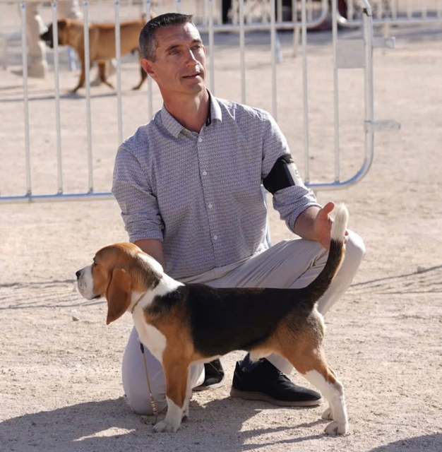 Admire Du Domaine Des Beagles