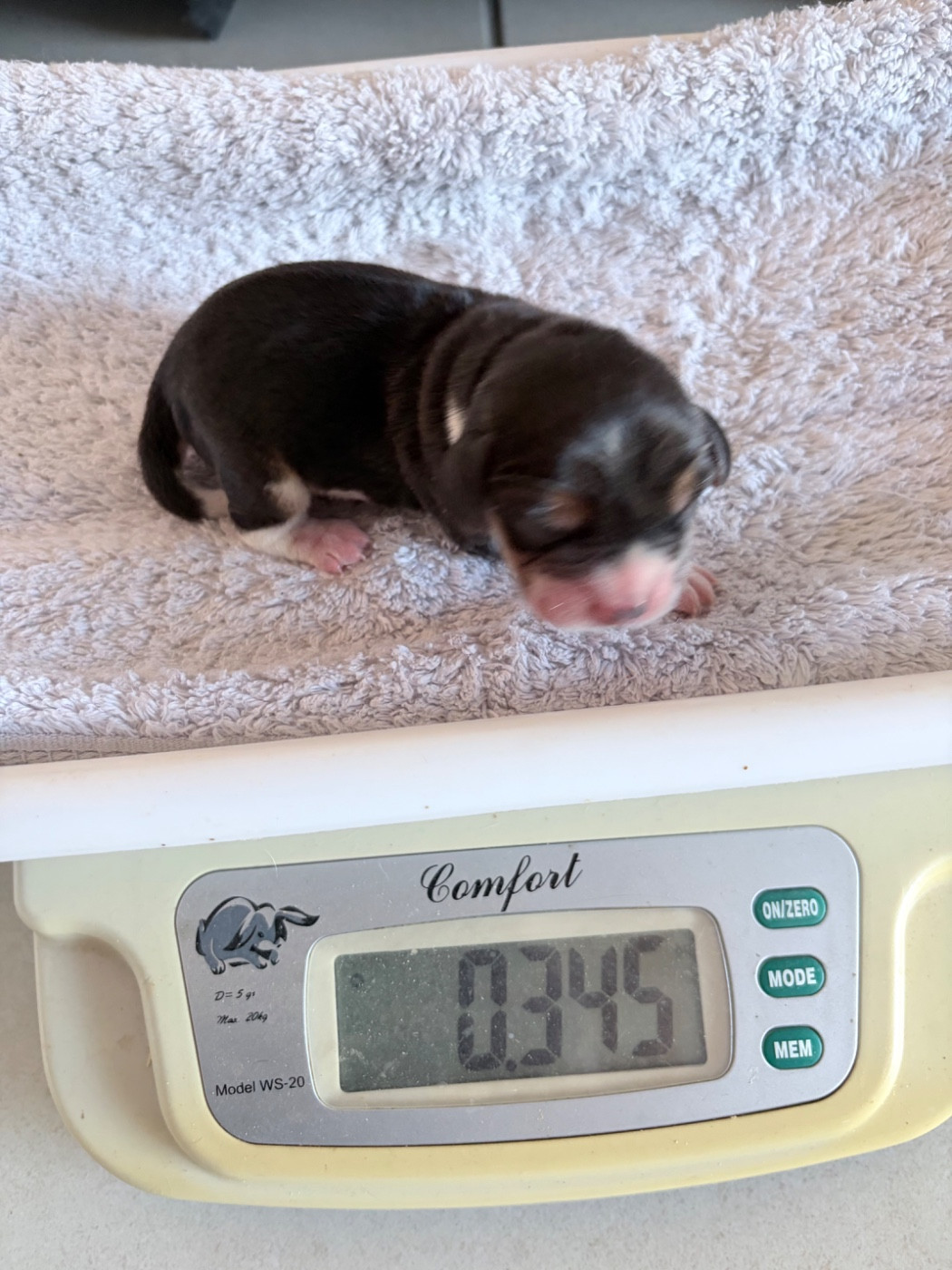 Du Mas Saint Clair - Chiots disponibles - Beagle