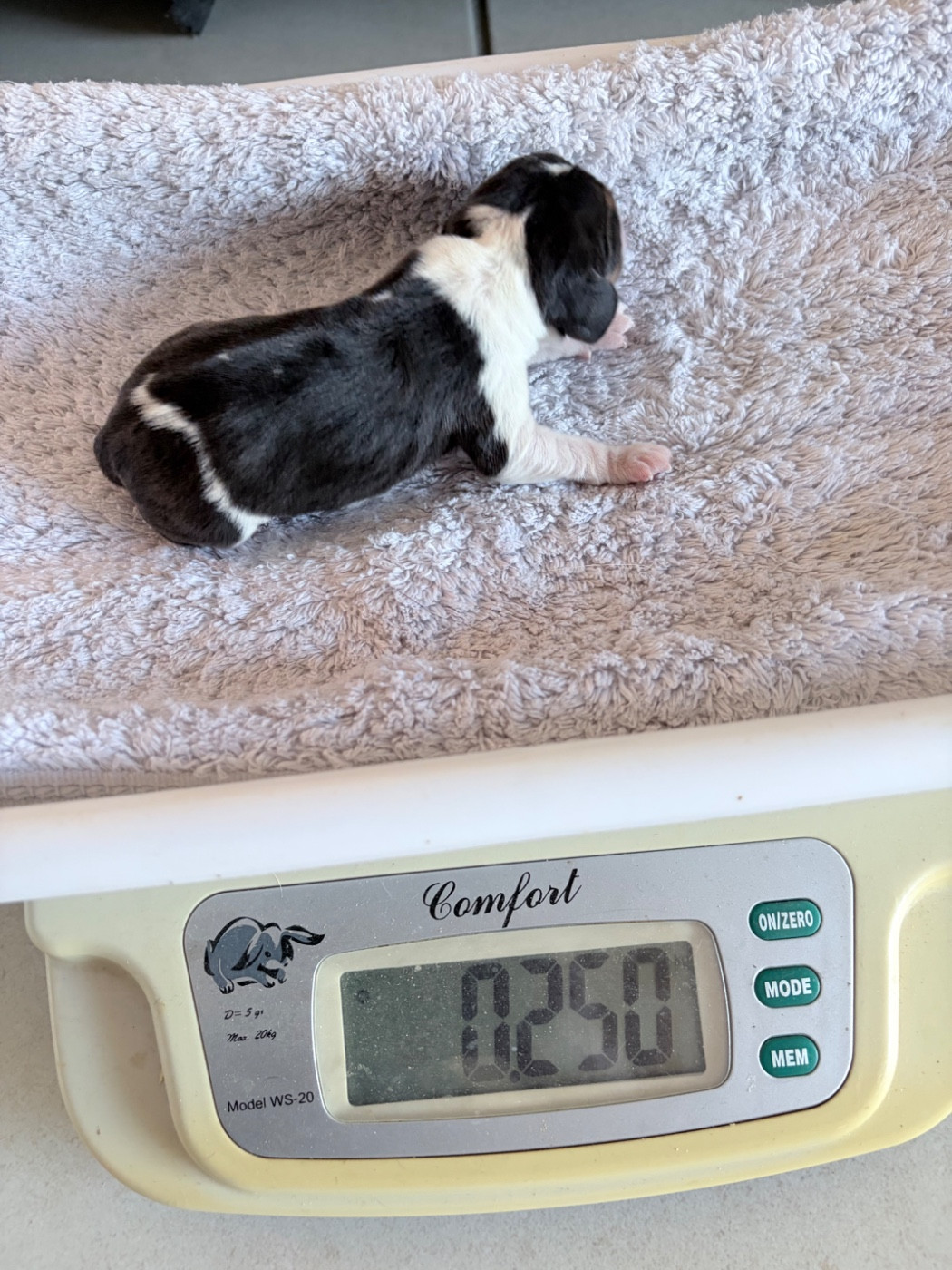 Du Mas Saint Clair - Chiots disponibles - Beagle