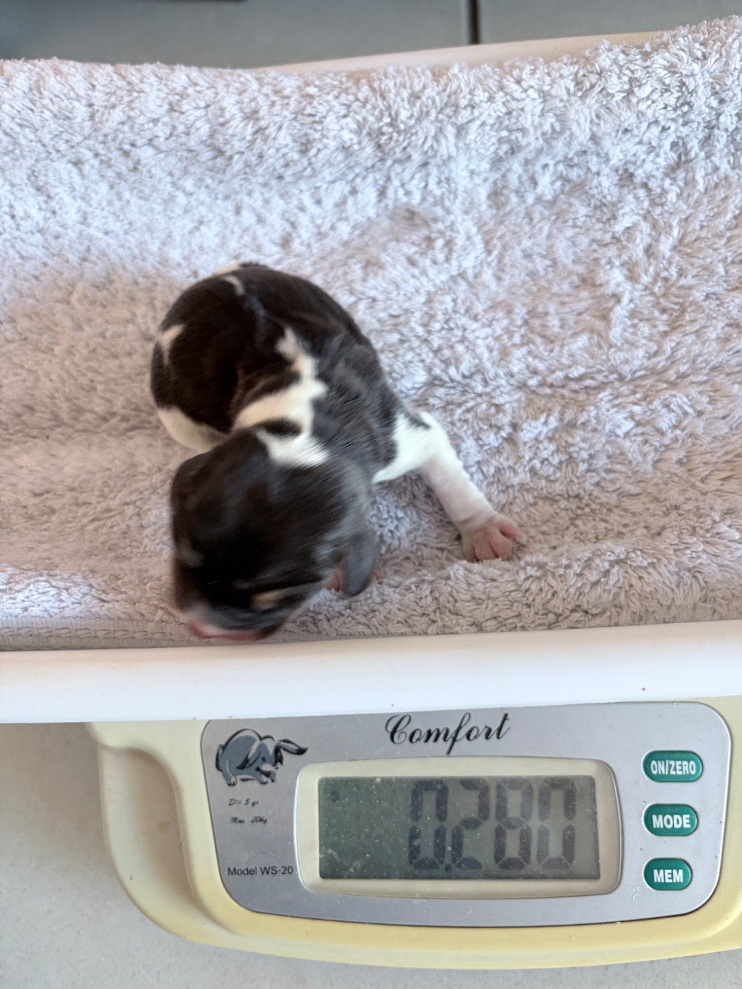Du Mas Saint Clair - Chiots disponibles - Beagle