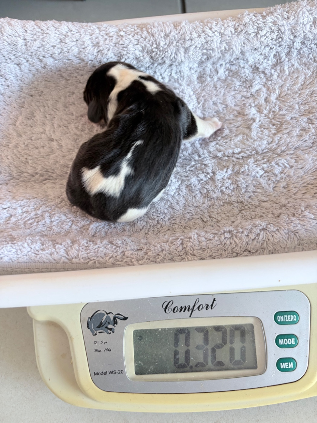 Du Mas Saint Clair - Chiots disponibles - Beagle
