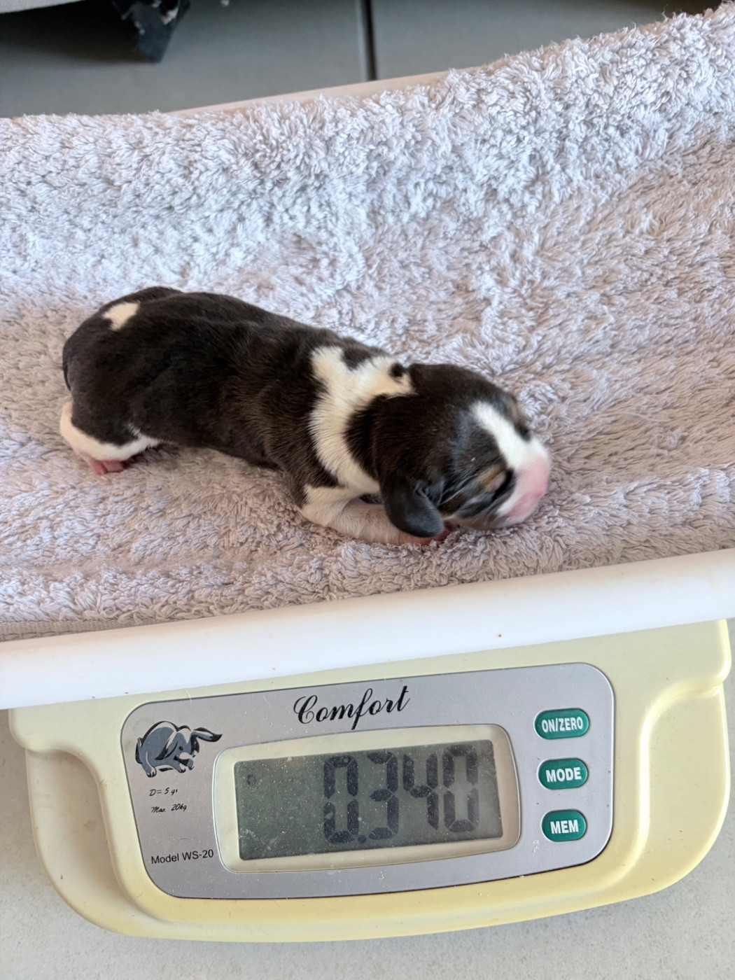 Du Mas Saint Clair - Chiots disponibles - Beagle