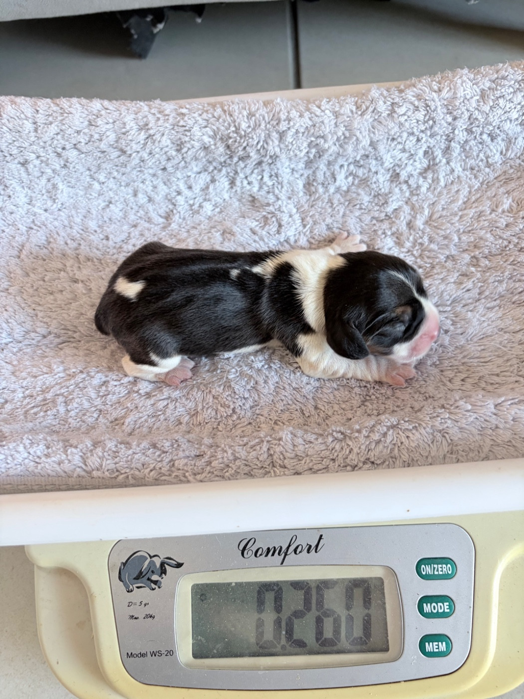 Du Mas Saint Clair - Chiots disponibles - Beagle