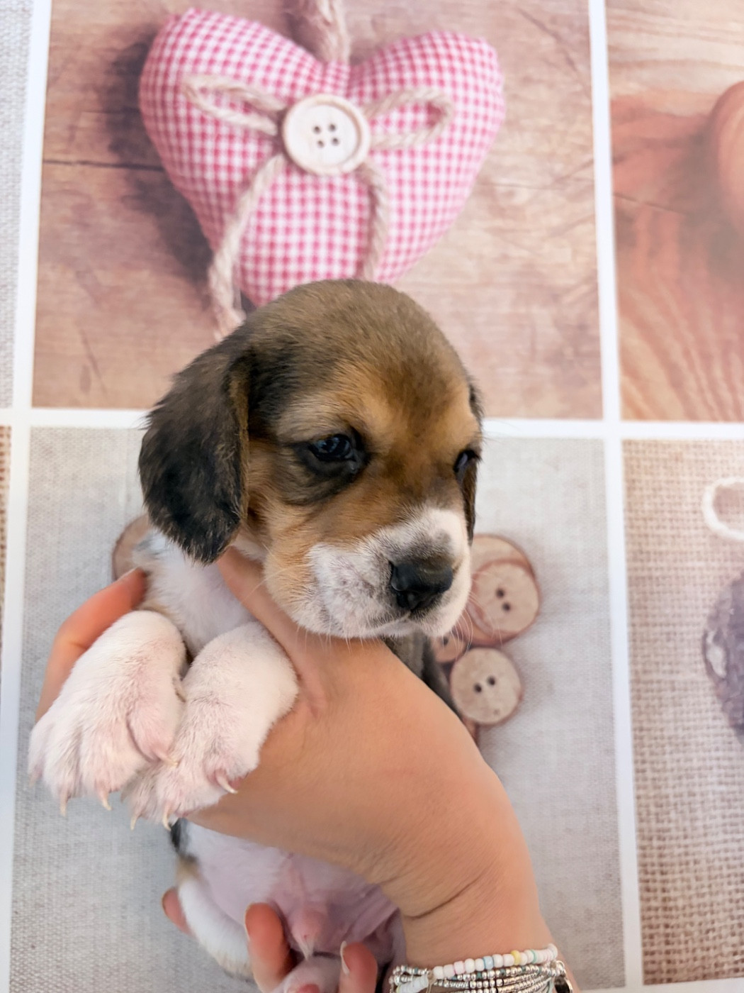 Du Mas Saint Clair - Chiots disponibles - Beagle