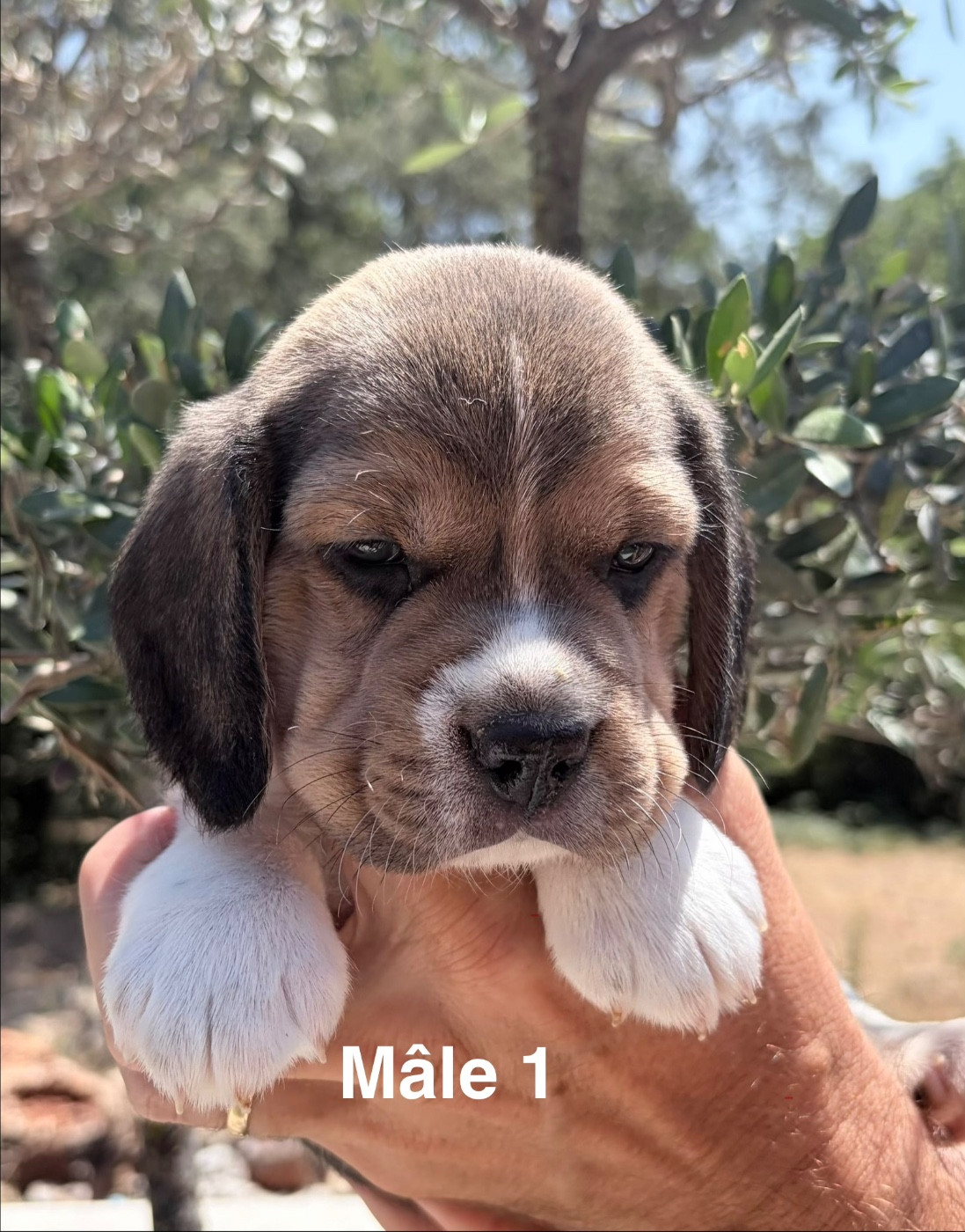Du Mas Saint Clair - Chiots disponibles - Beagle