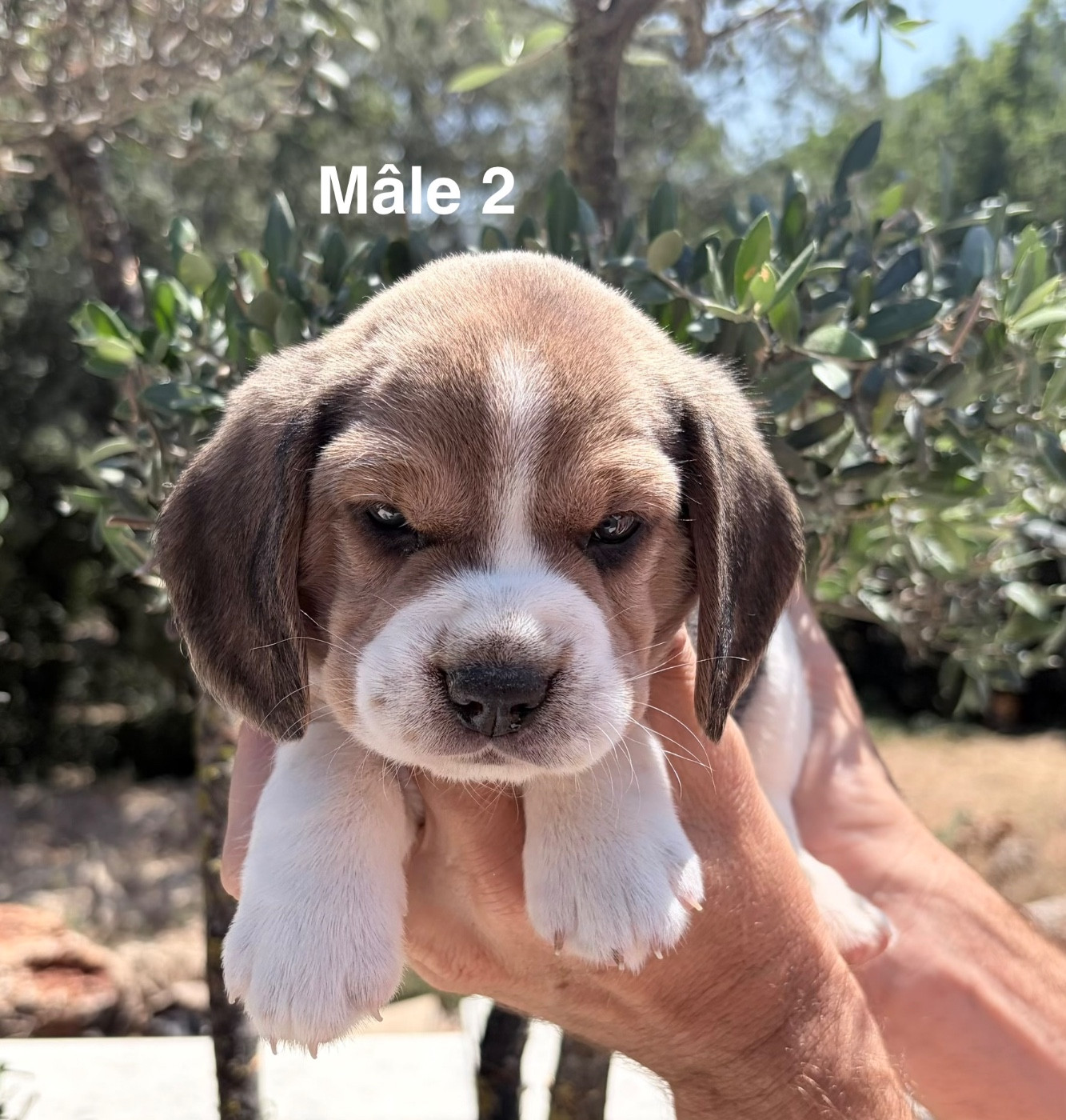 Du Mas Saint Clair - Chiots disponibles - Beagle