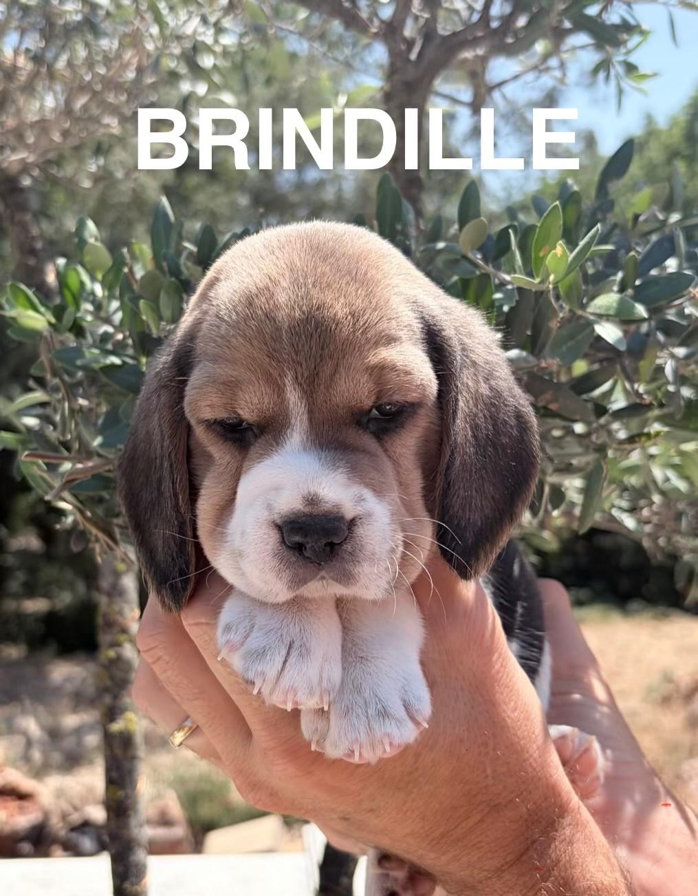 Du Mas Saint Clair - Chiots disponibles - Beagle