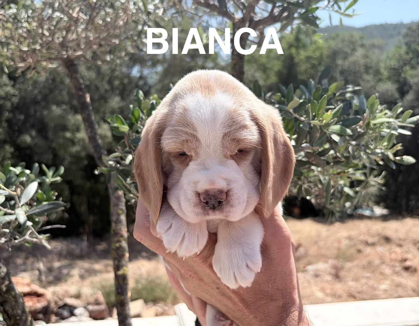 Du Mas Saint Clair - Chiots disponibles - Beagle