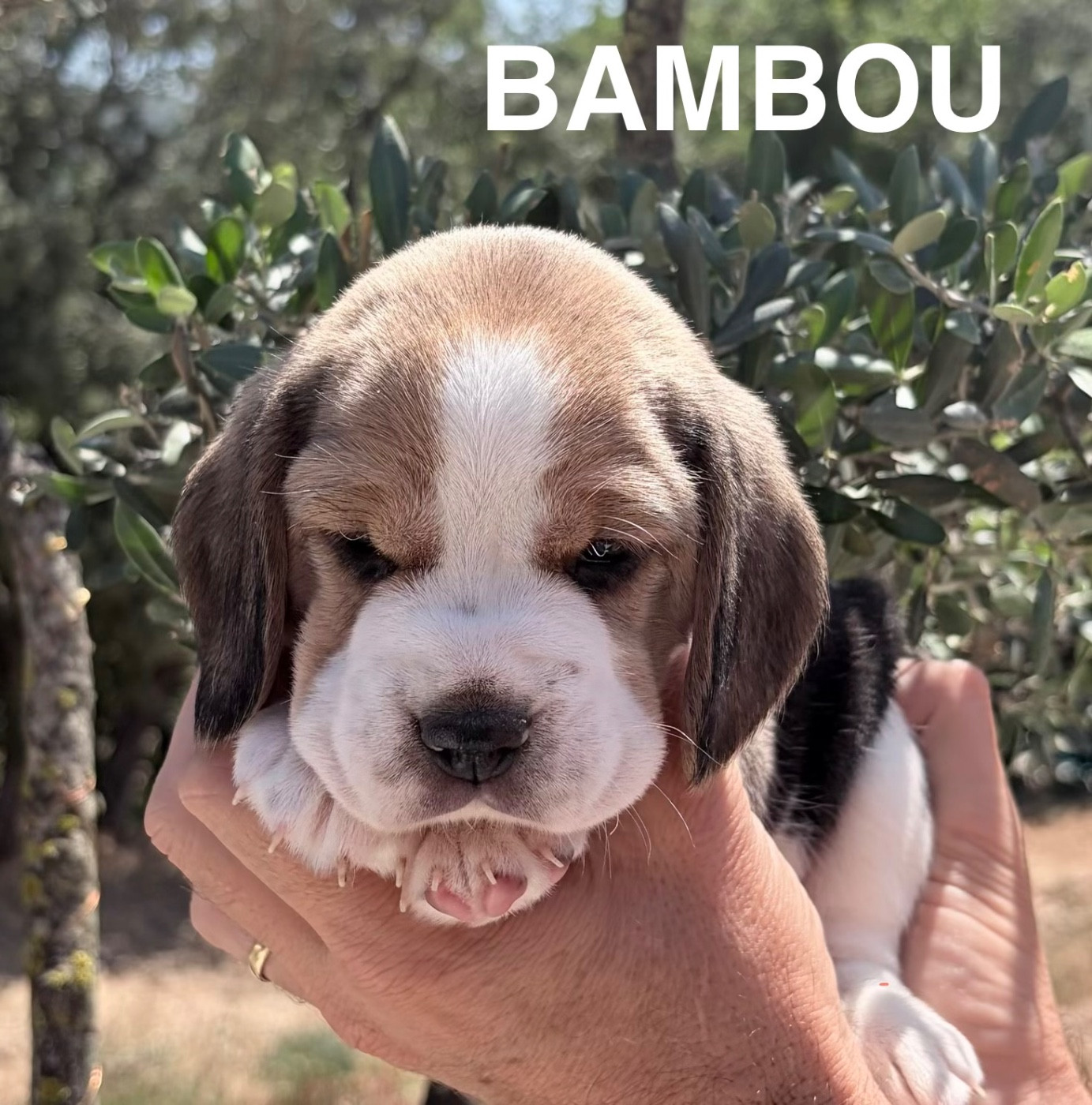 Du Mas Saint Clair - Chiots disponibles - Beagle