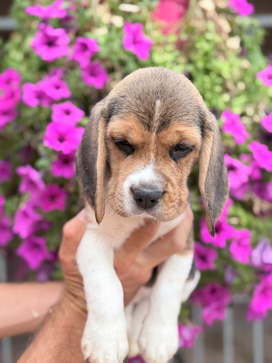 Du Mas Saint Clair - Chiots disponibles - Beagle