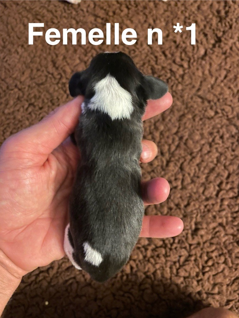 Du Mas Saint Clair - Chiots disponibles - Beagle