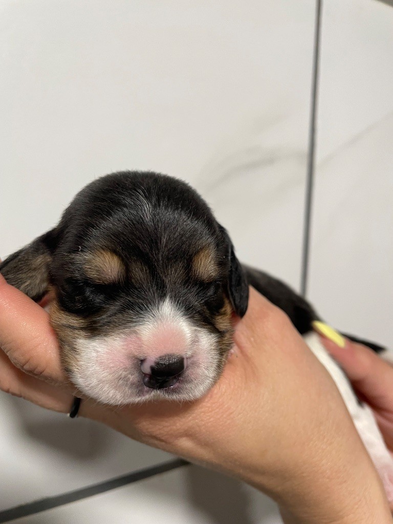 Du Mas Saint Clair - Chiots disponibles - Beagle