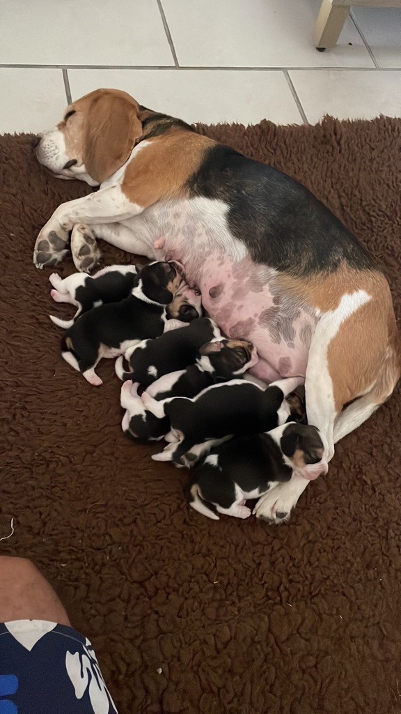 Chiot Beagle Du Mas Saint Clair