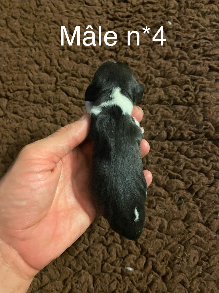 Du Mas Saint Clair - Chiots disponibles - Beagle