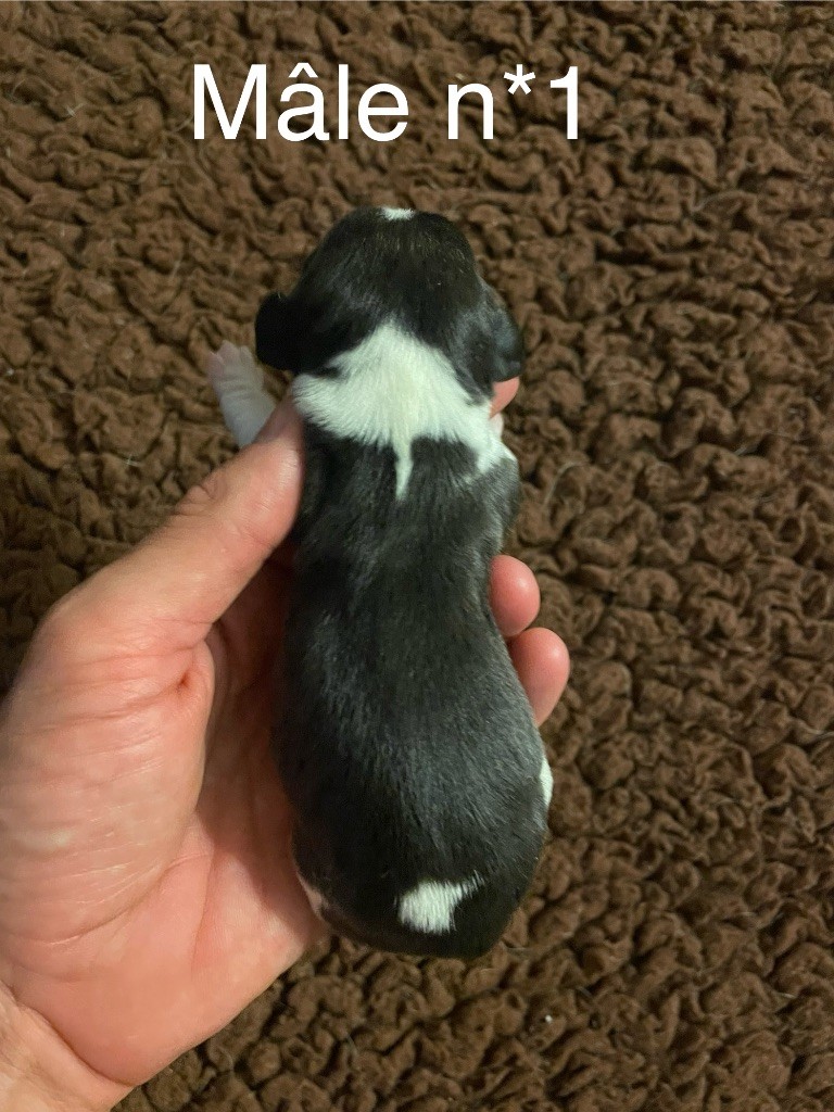 Du Mas Saint Clair - Chiots disponibles - Beagle