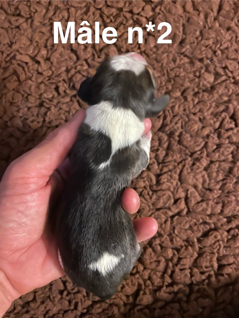 Du Mas Saint Clair - Chiots disponibles - Beagle