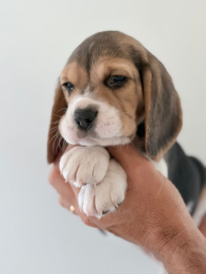 Chiot N°2