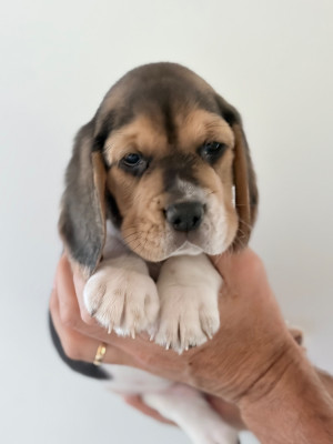 Chiot N°3