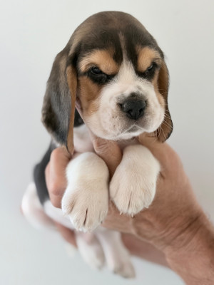 Chiot N°4
