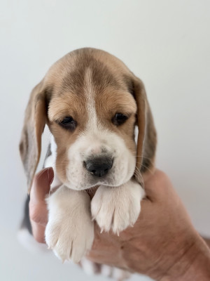 Chiot N°5