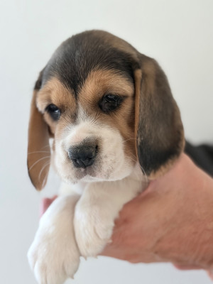 Chiot N°6