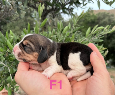 CHIOT 1