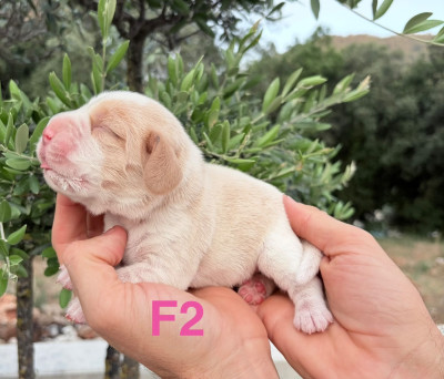 CHIOT 2