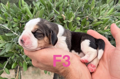 CHIOT 3