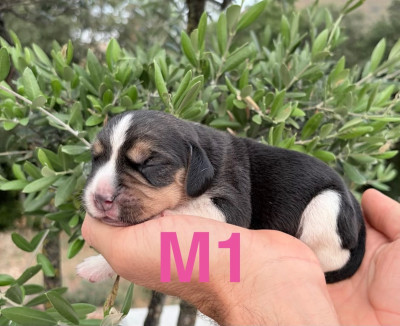 CHIOT 4