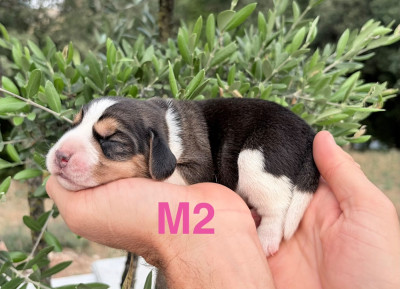 CHIOT 5