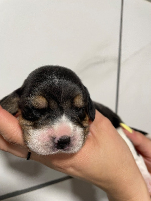 CHIOT 5