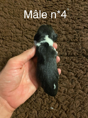 CHIOT 4