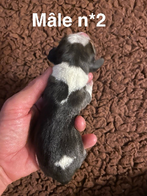 CHIOT 2