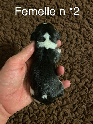 CHIOT 6