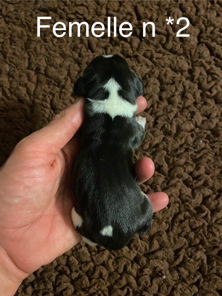 Du Mas Saint Clair - Chiots disponibles - Beagle