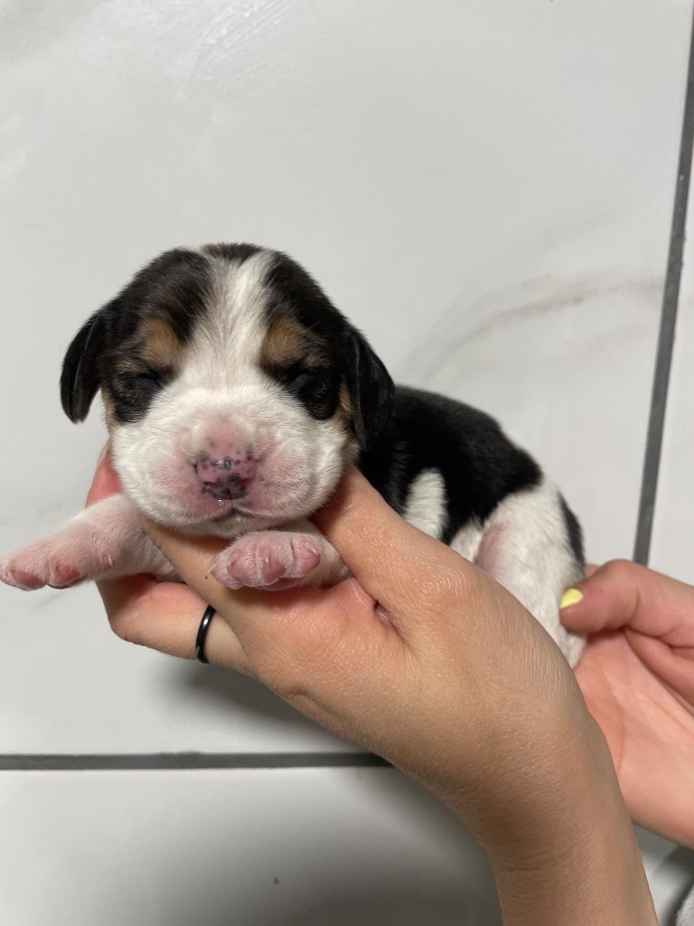 Du Mas Saint Clair - Chiots disponibles - Beagle