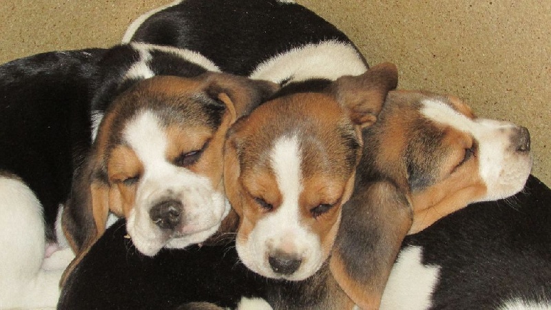 Chiot Beagle Du Mas Saint Clair