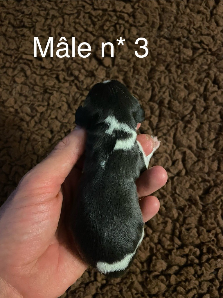 Du Mas Saint Clair - Chiots disponibles - Beagle