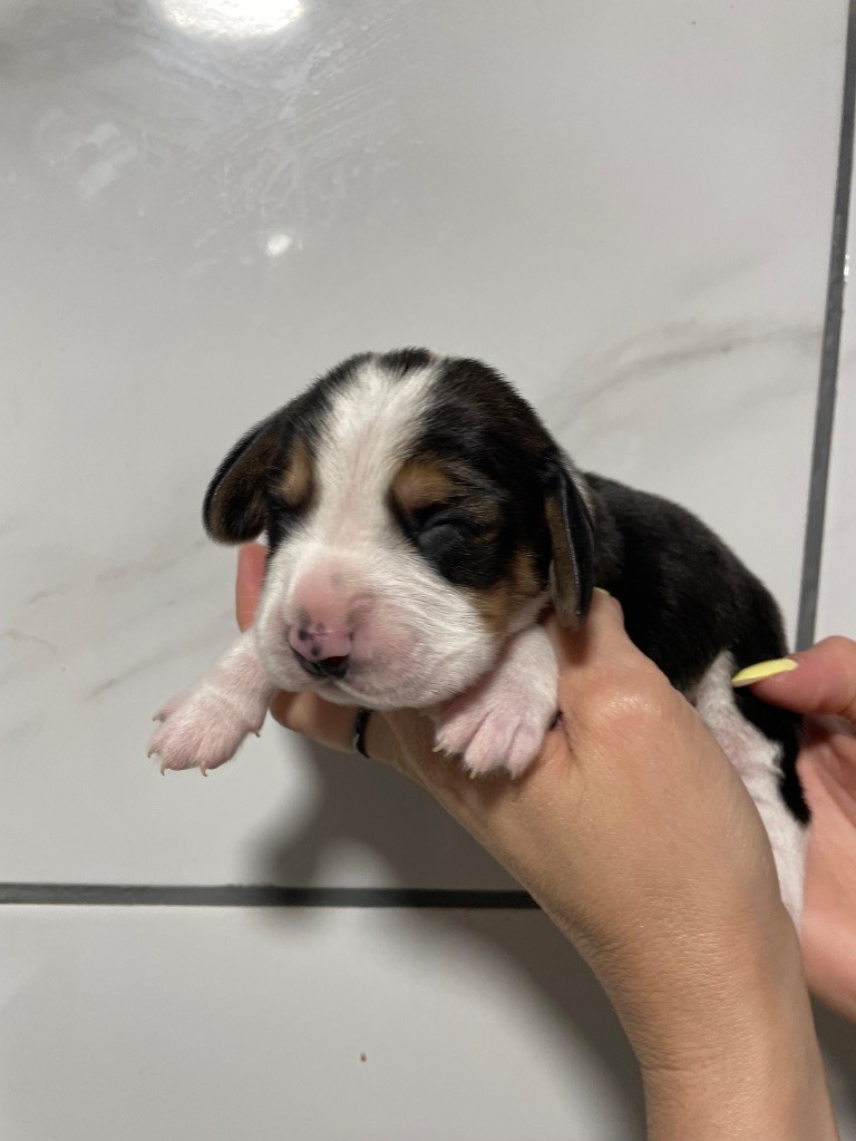 Du Mas Saint Clair - Chiots disponibles - Beagle