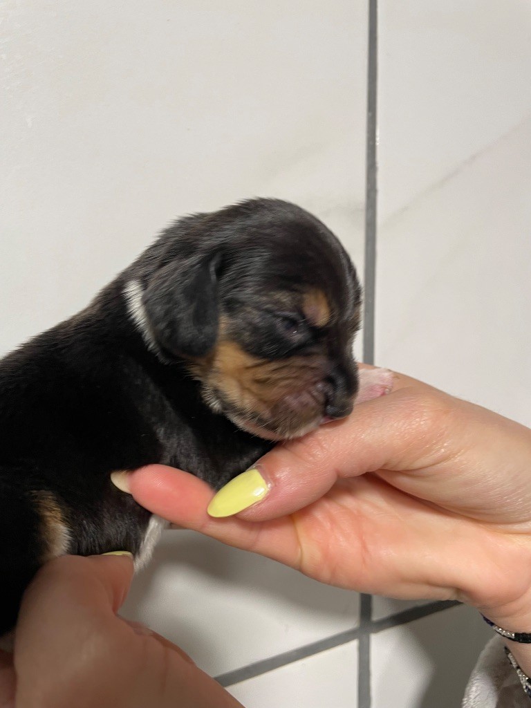 Du Mas Saint Clair - Chiots disponibles - Beagle