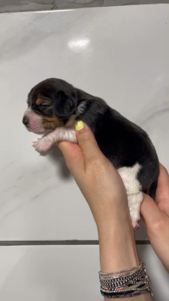 Du Mas Saint Clair - Chiots disponibles - Beagle